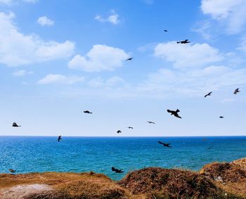 Flock of birds flying over sea