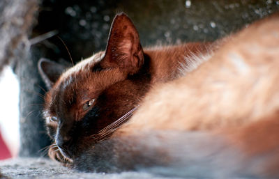 Close-up of a cat