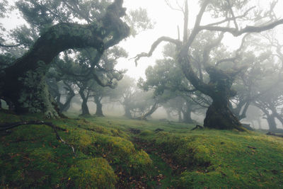 Trees in forest