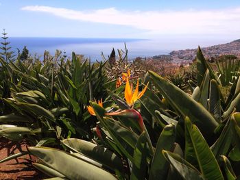 Close-up of flowering plants on land against sky