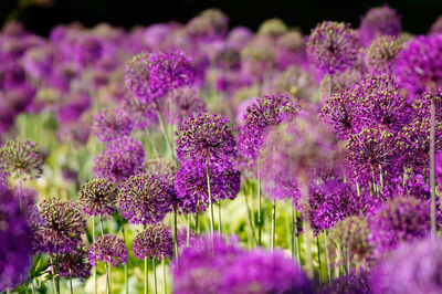 Close-up of purple flowers