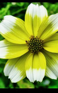 Close-up of yellow flower