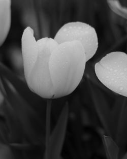 Close-up of pink flower blooming in garden