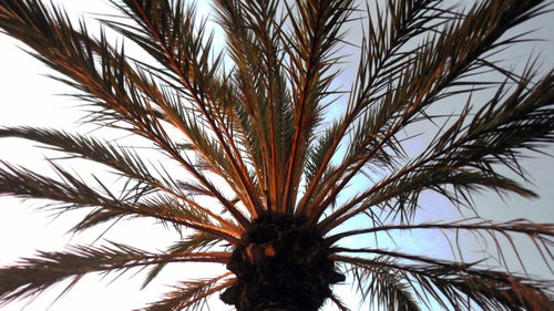 Low angle view of palm tree against sky