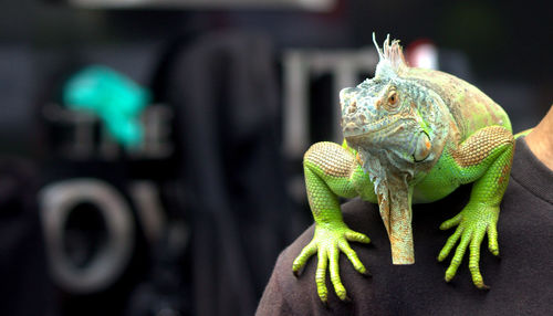Close-up of a lizard on a hand