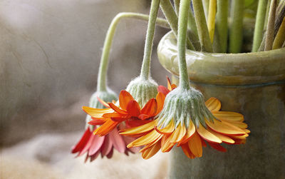 Close-up of yellow flower on table