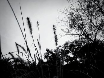 Low angle view of silhouette plants on field against sky