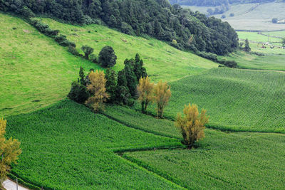 Scenic view of agricultural field