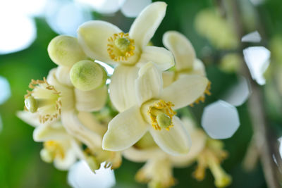 Close-up of white flowering plant