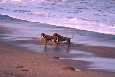 Dog running on beach