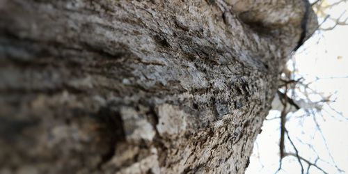 Close-up of tree trunk