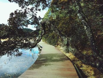 Walkway amidst trees against sky