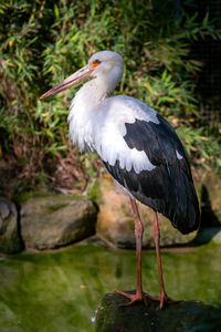 Close-up of bird perching on tree