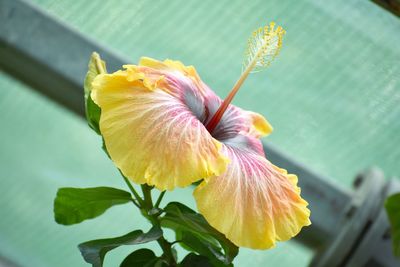 Close-up of yellow hibiscus flower