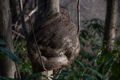 Close-up of a squirrel on tree trunk