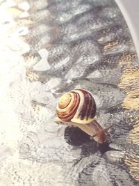 Close-up of snail