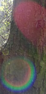 Close-up of tree