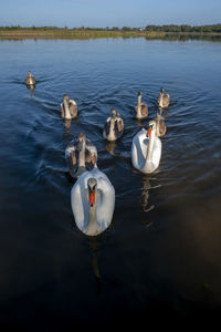 White swans group on the lake swim well under the bright sun