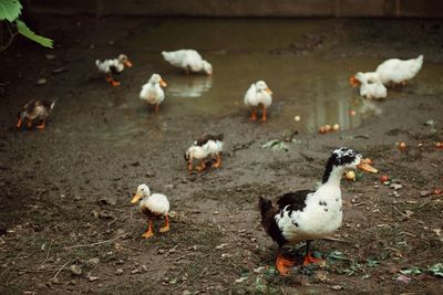 Flock of birds on field