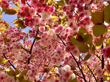 Low angle view of pink cherry blossoms in spring