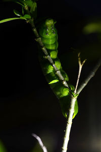 Close-up of insect on plant at night