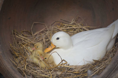 Close-up of birds in nest