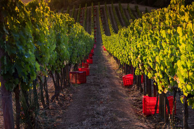 Red crates at vineyard