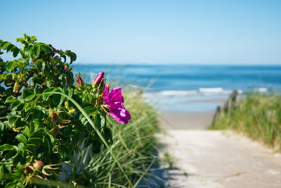 Pink flowering plants by sea against sky