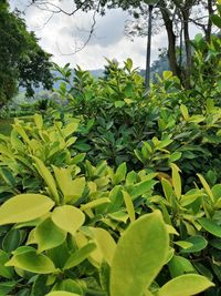 Close-up of plants growing on tree against sky