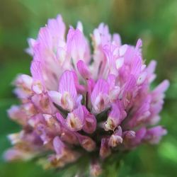 Close-up of pink flowers