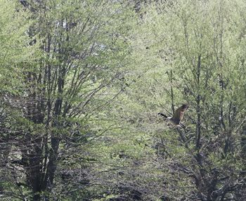 Plants growing on tree