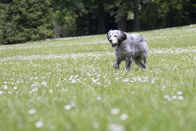 Dog running in field