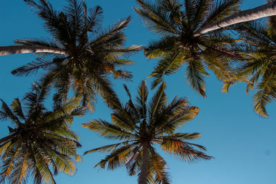 Low angle view of palm tree against clear sky