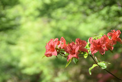 Close-up of red flowering plant