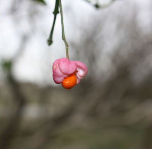 Close-up of red flower