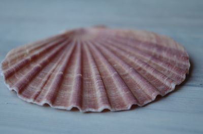 Close-up of seashell on table