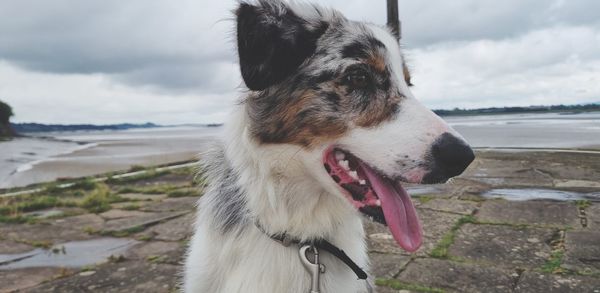 Dog looking away while standing on beach