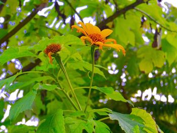 Low angle view of insect on flower