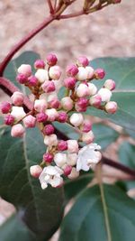 Close-up of pink flowers on tree