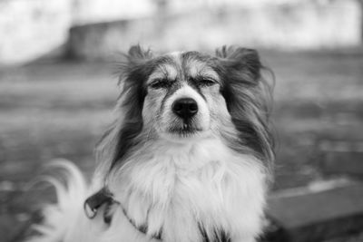 Close-up portrait of dog outdoors