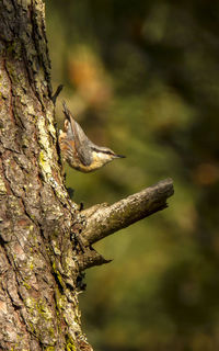 Close-up of bird perching on tree trunk