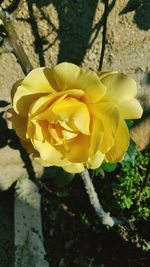 Close-up of yellow flower blooming outdoors