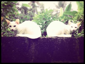 domestic animals
