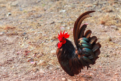High angle view of rooster on land