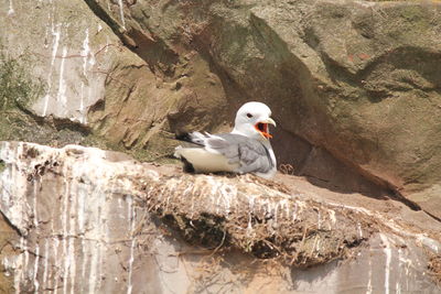 Bird perching on rock by water