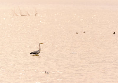 Birds on beach