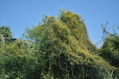 Low angle view of trees against clear sky