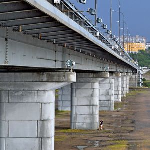 Bird on bridge