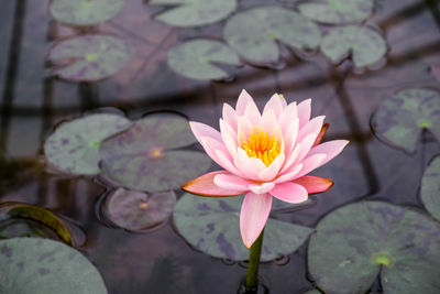 Close-up of pink water lily in pond
