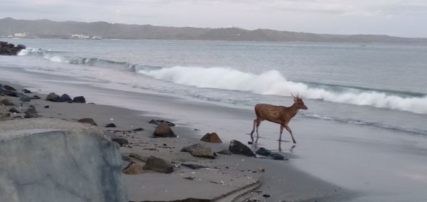 Horse on beach